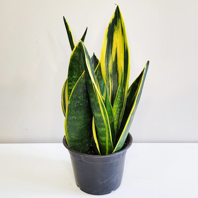 Dracaena trifasciata – Golden Flame