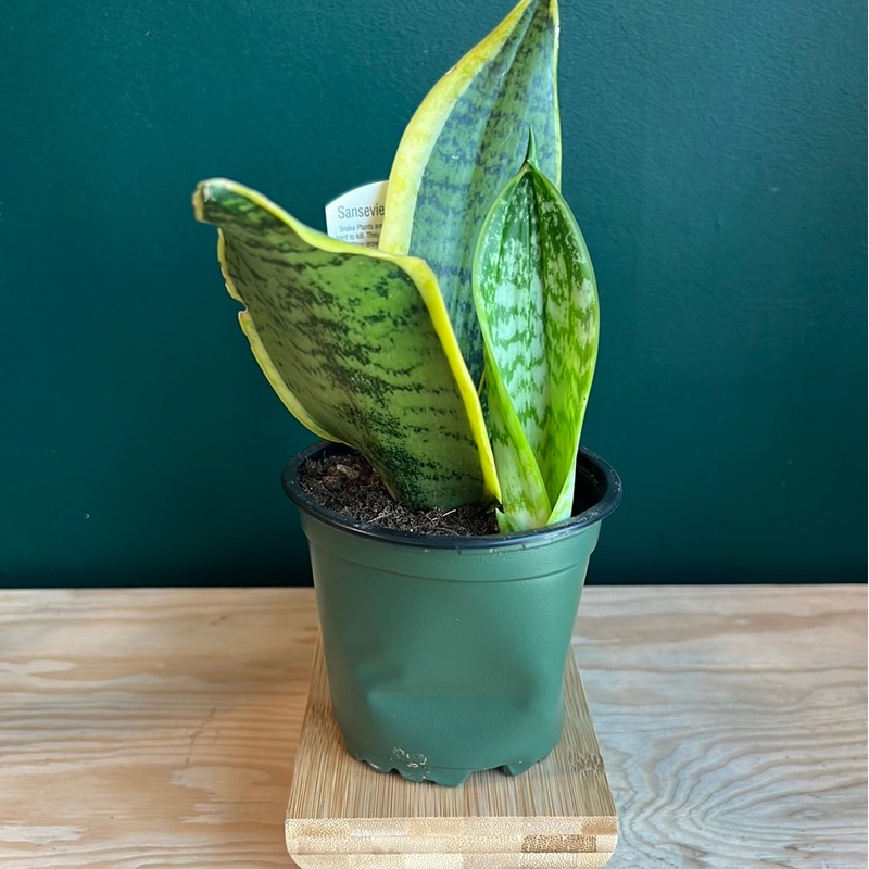 Dracaena trifasciata – Snake Plant Futura