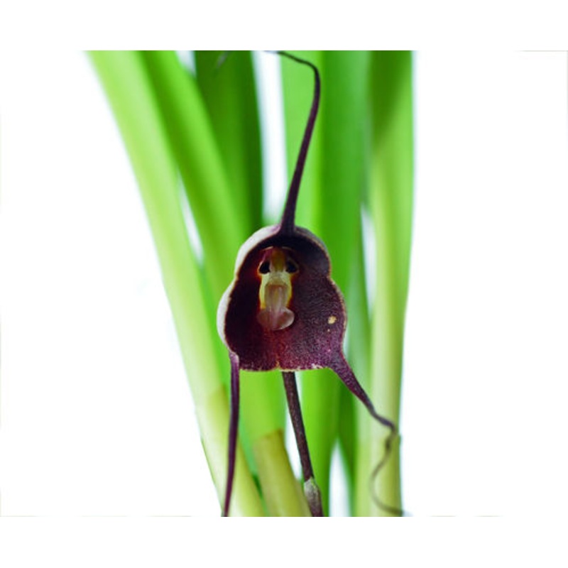 Dracula benedictii