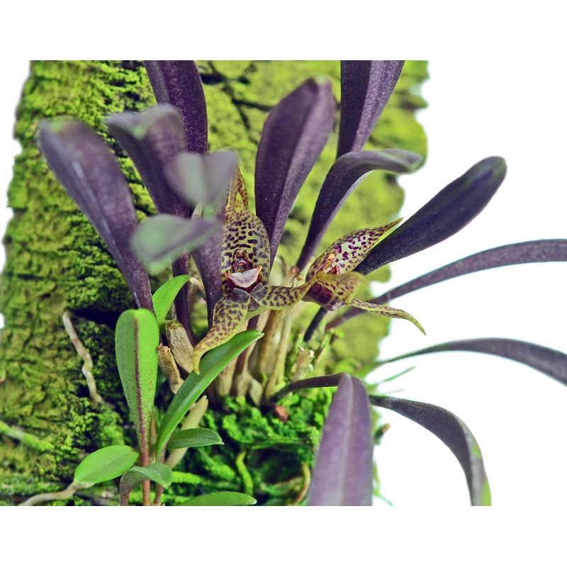 Dryadella simula