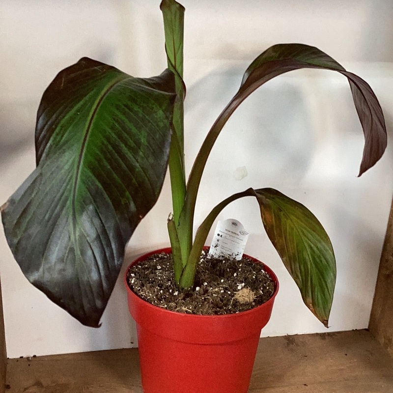Ensete ventricosum – Red Abyssinian Banana Tree