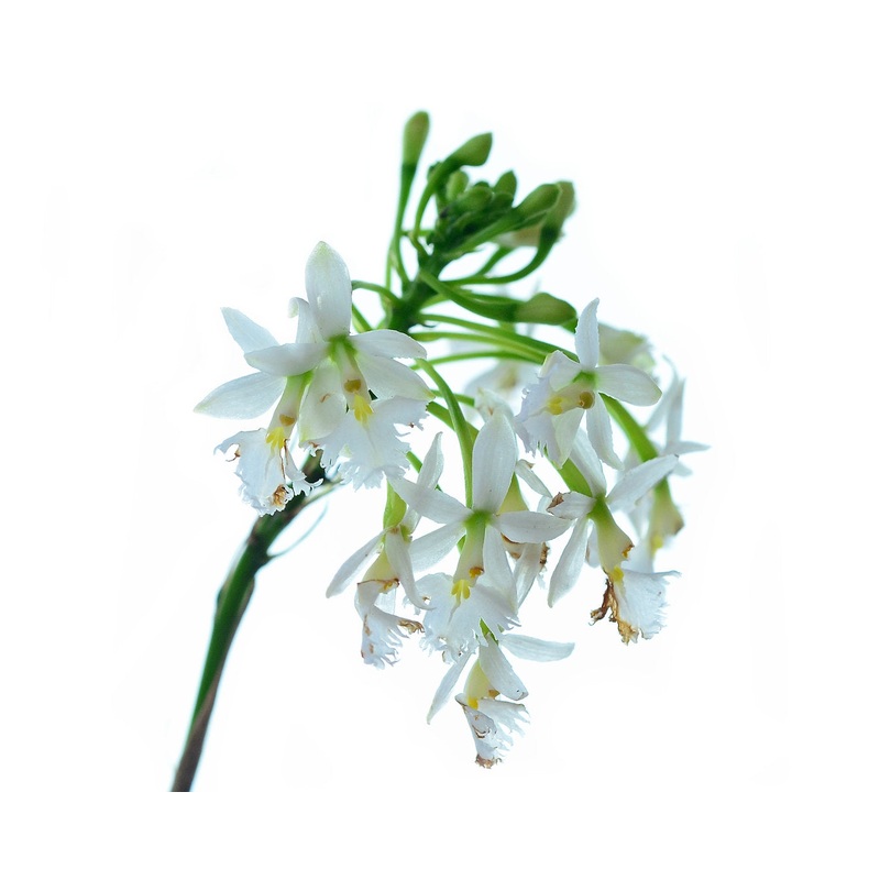 Epidendrum calanthum alba