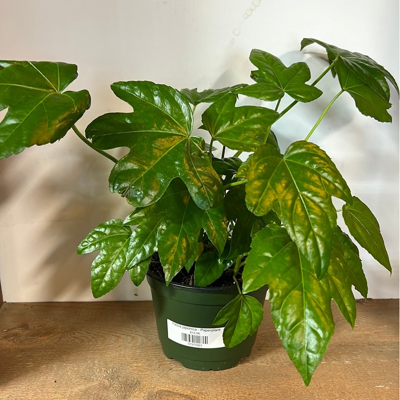 Fatsia japonica – Paperplant|6″|10