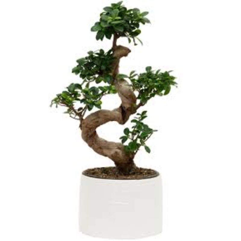 Ficus microcarpa – Ginseng Bonsai Tree