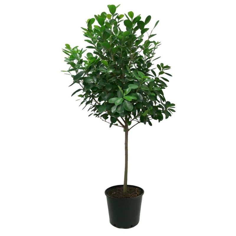Ficus microcarpa – Moclame|14″|10″