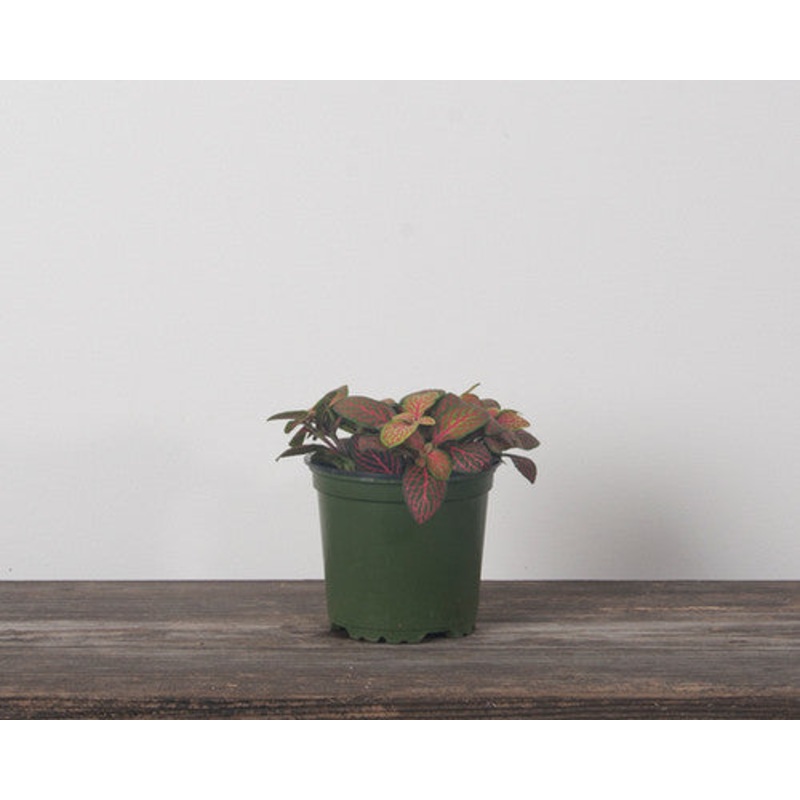 Fittonia Albivenis – Nerve Plant