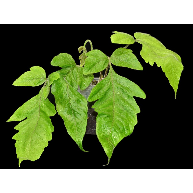 Hemionitis palmata