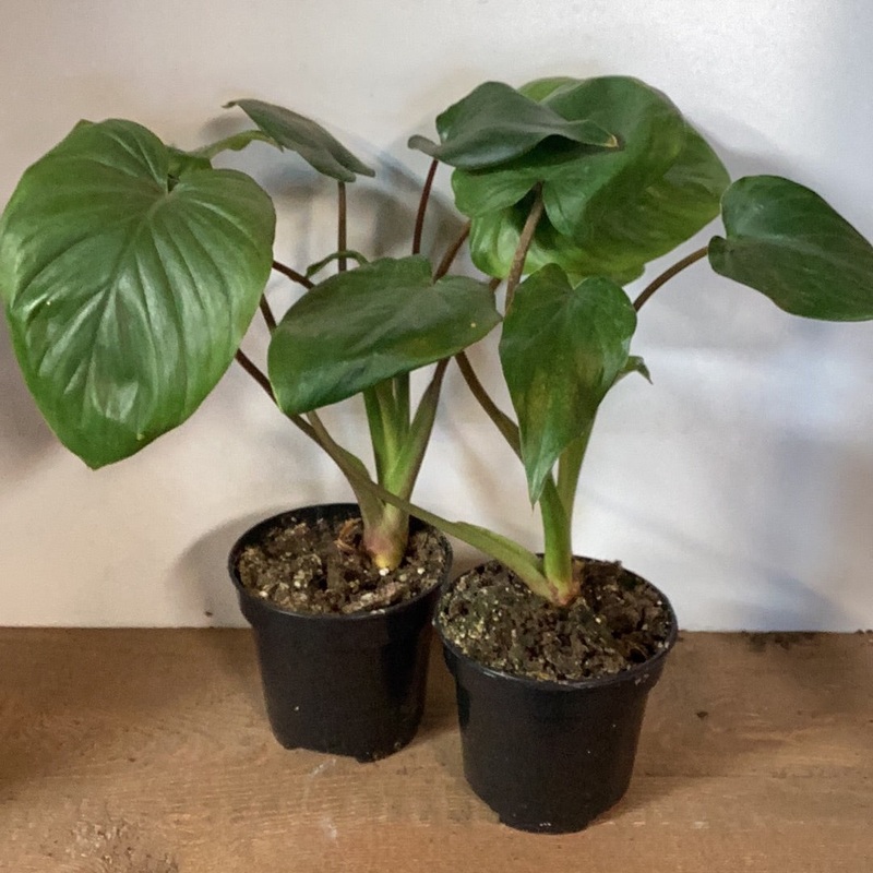 Homalomena rubescens – Emerald Green