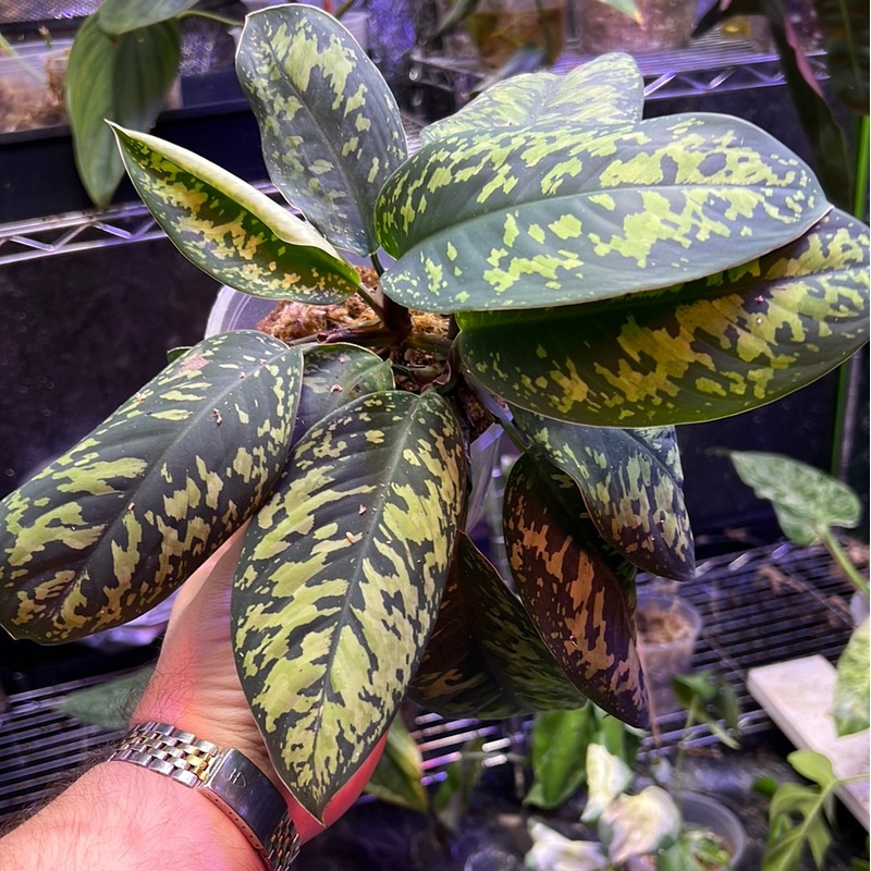 Homalomena Wallissi