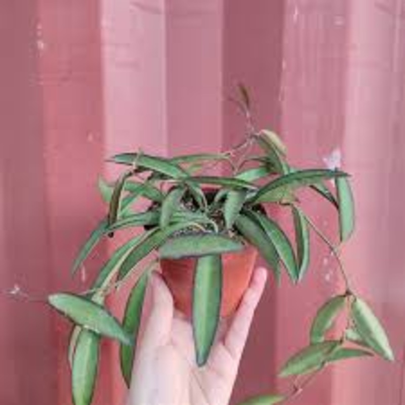 Hoya Wayetti – Wax/Porcelain Flower