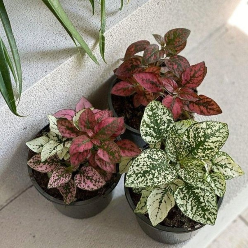 Hypoestes phyllostachya – Polka Dot Plant