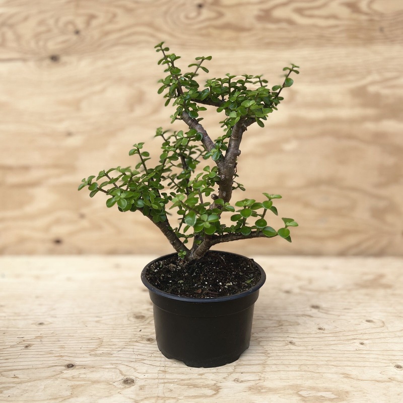 Jade Bonsai|8″