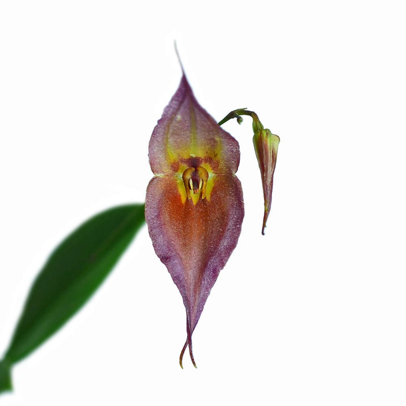 Lepanthes dalessandroi pink