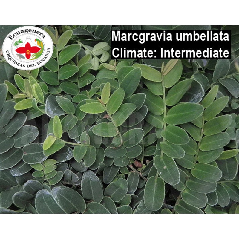 Marcgravia umbellata