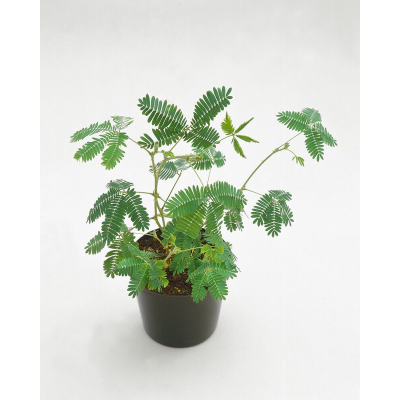 Mimosa pudica – Sensitive Plant
