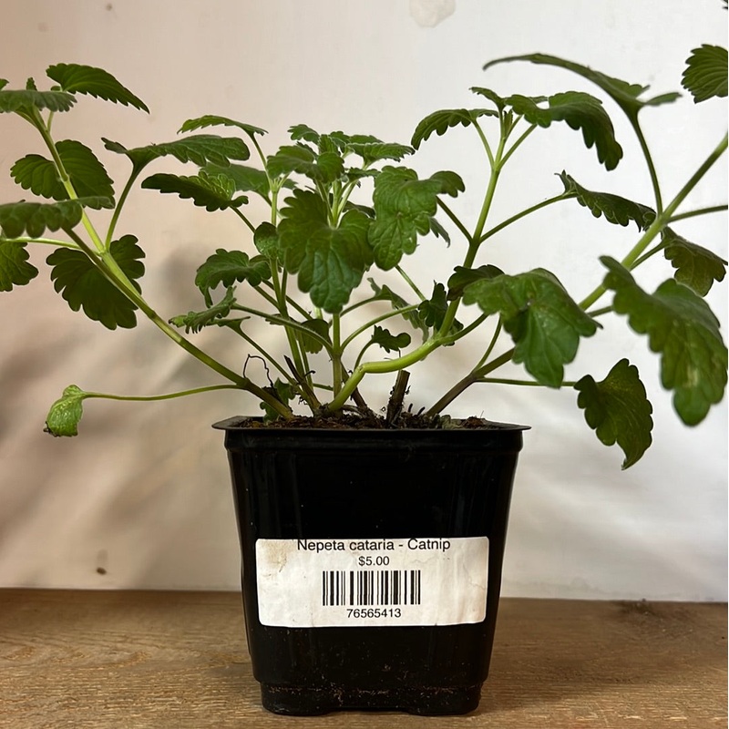Nepeta cataria – Catnip|3.8″