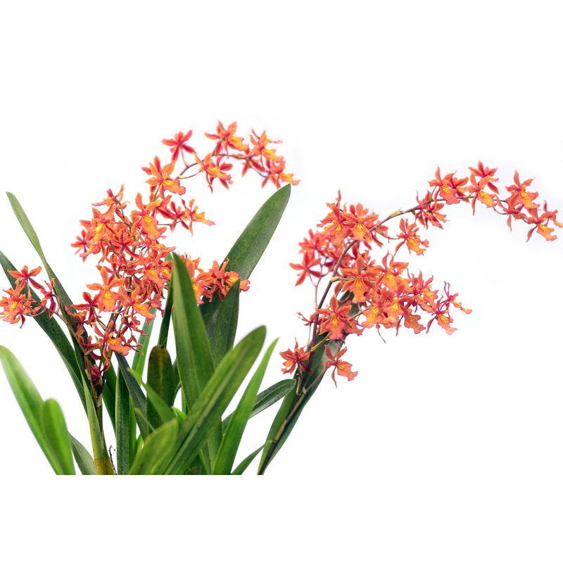 Oncidium Camilita Portilla
