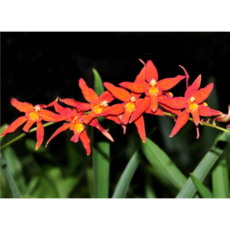 Oncidium Espiritu Santo