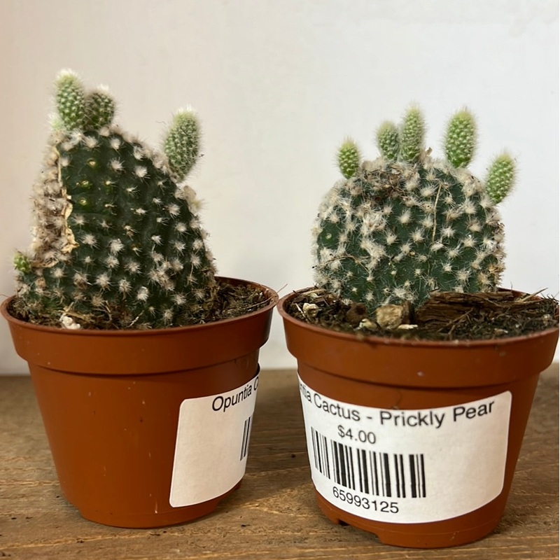 Opuntia Cactus – Prickly Pear|2.25″