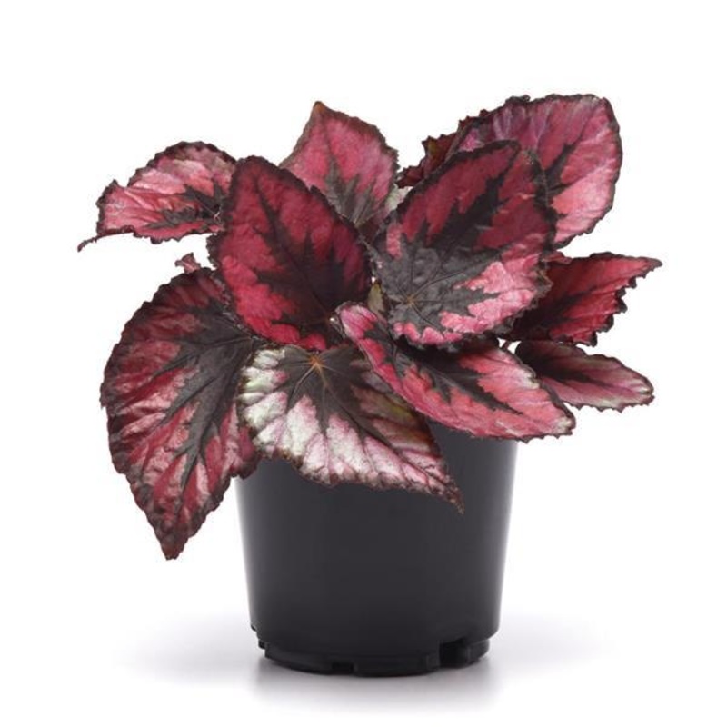 Painted-leaf – Rex Begonia|4″