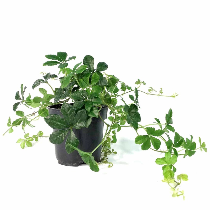 Parthenocissus striata – Sugarvine