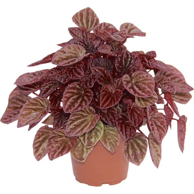 Peperomia caperata quito|4″