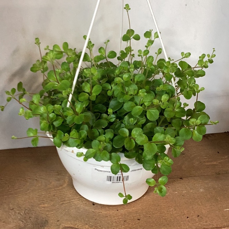 Peperomia rotundifolia – Jitterbug