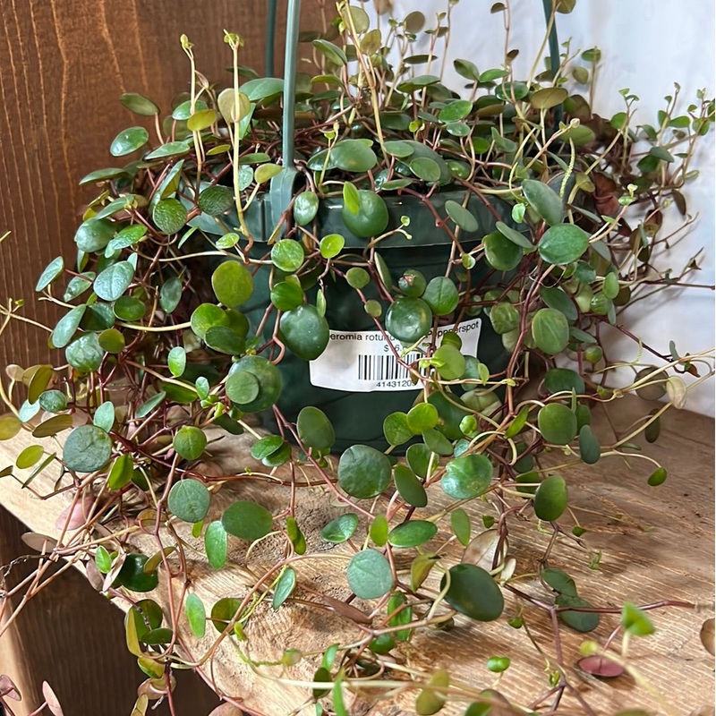 Peperomia rotundifolia – Pepperspot