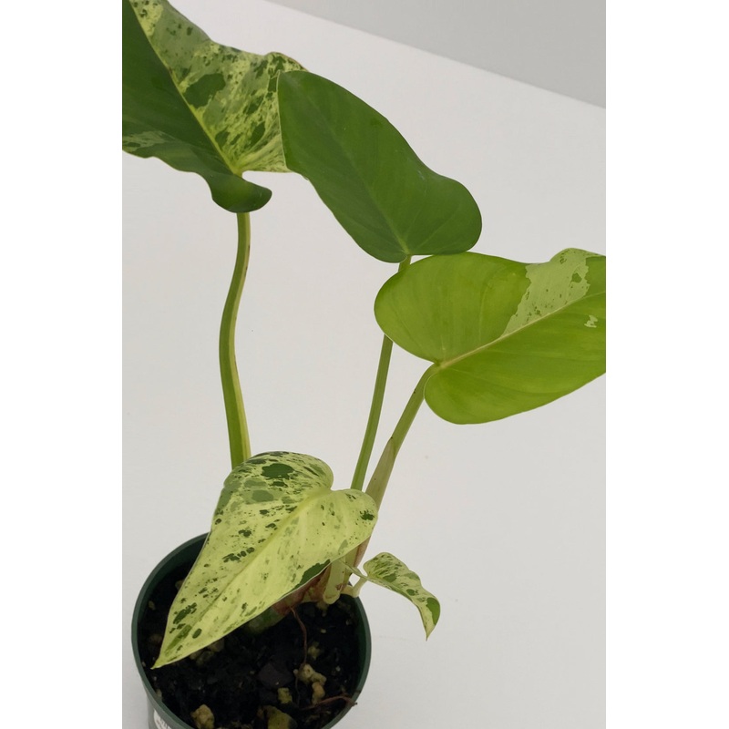 Philodendron alatisulcatum variegado