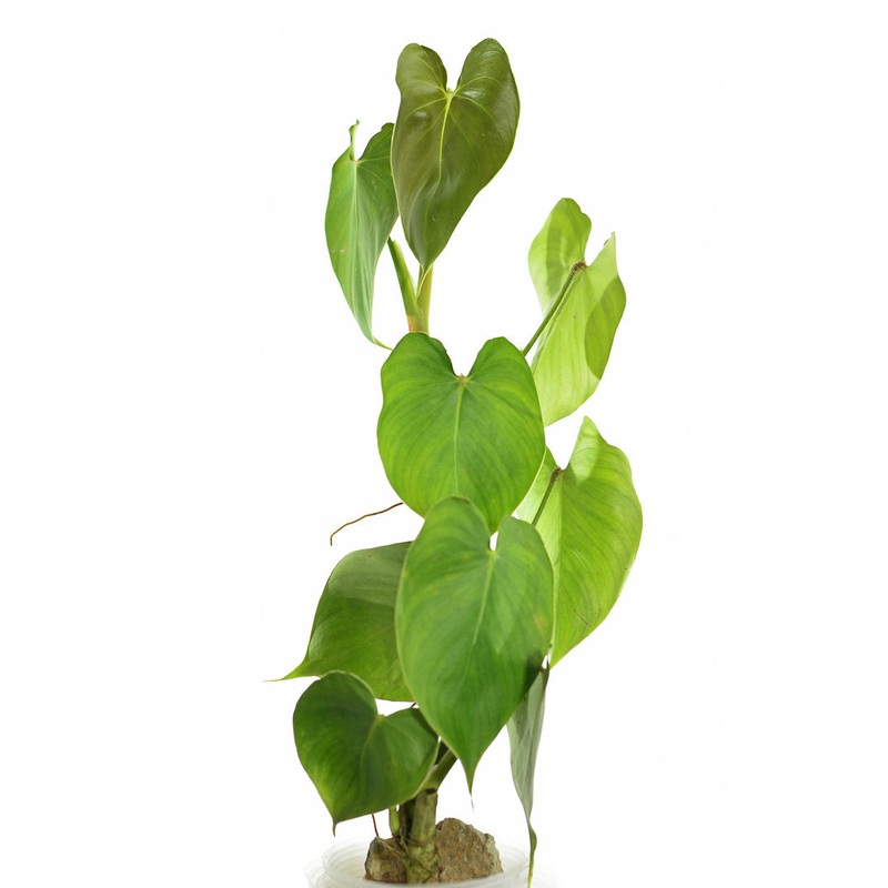 Philodendron cf. malesevichiae