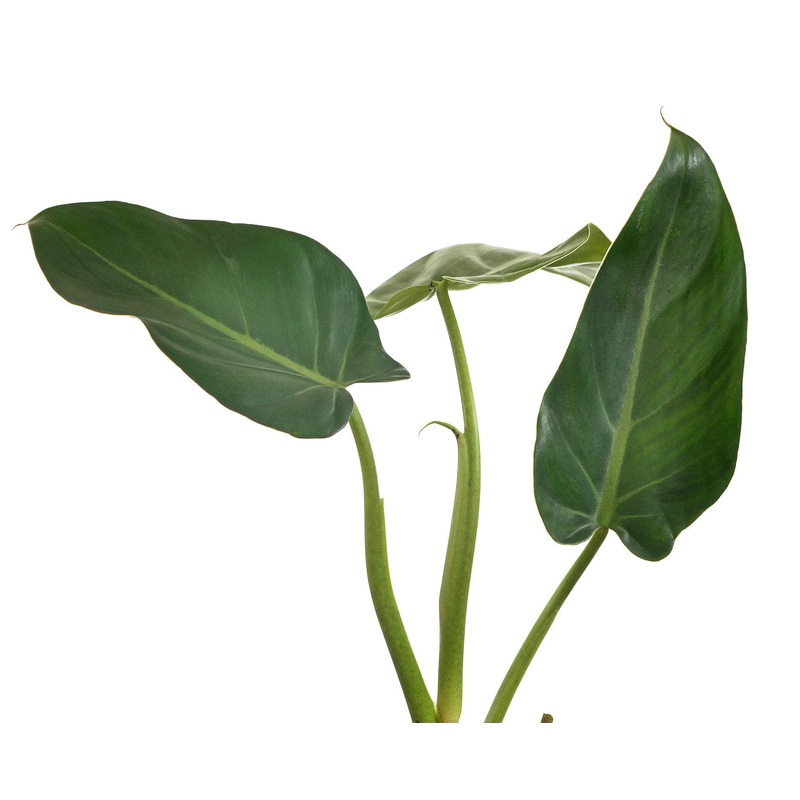Philodendron dodsonii type