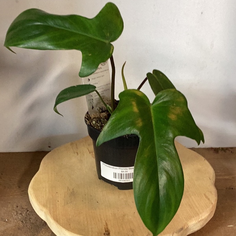 Philodendron Florida Beauty – Green