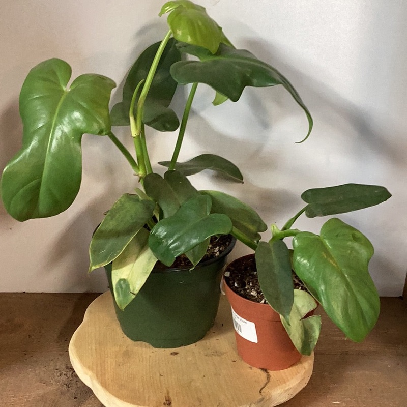 Philodendron Gold Violin|4″|6″