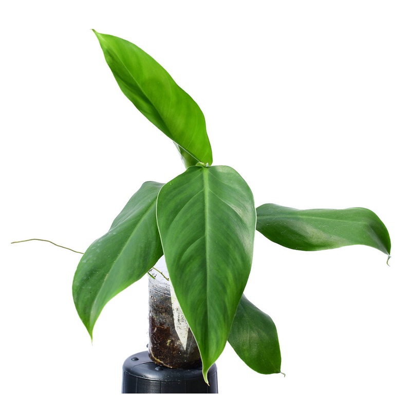 Philodendron heleniae ‘Ecuagenera’