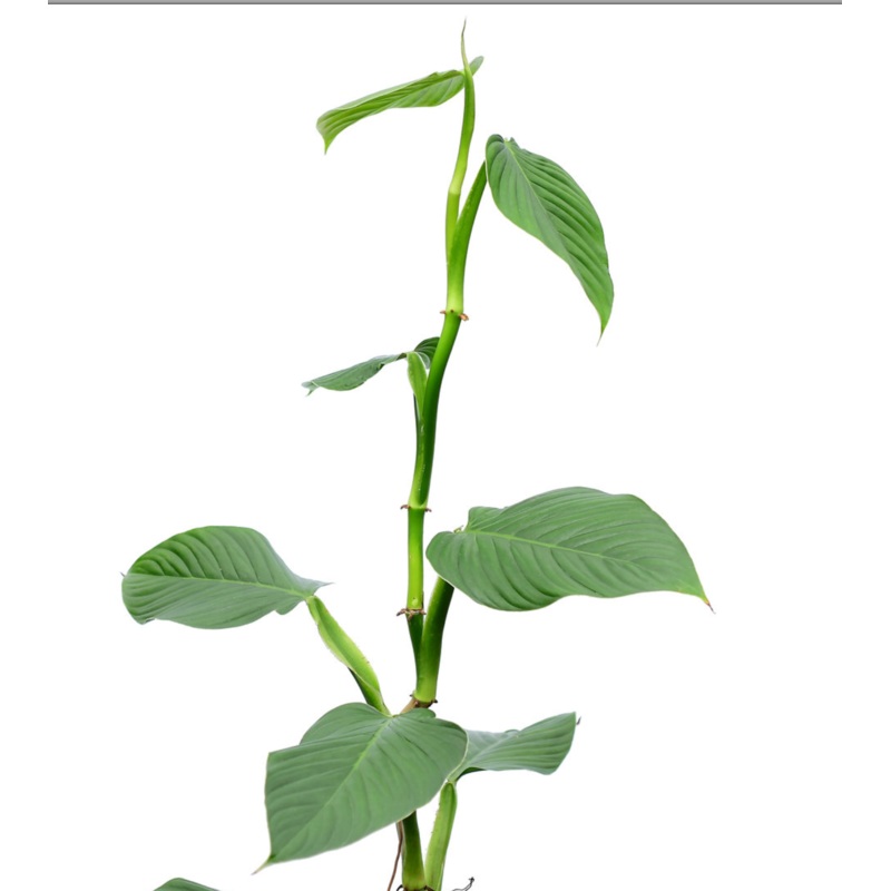 Philodendron melanoneuron cf
