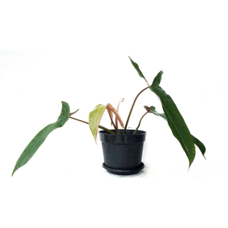Philodendron Mexicanum