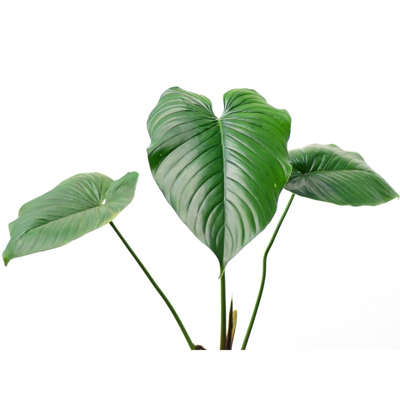 Philodendron montanum aff