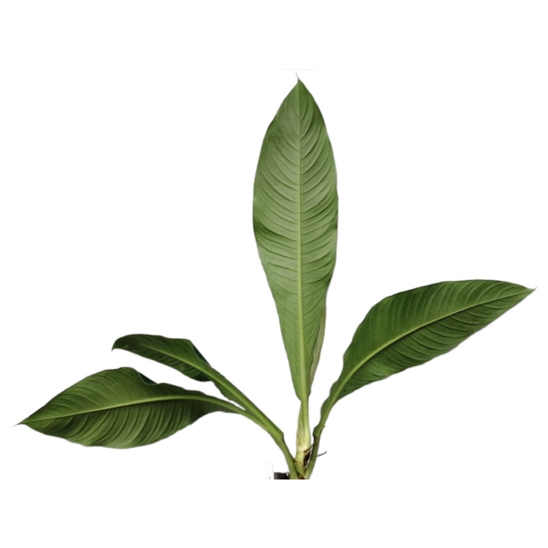 Philodendron oblanceolatum