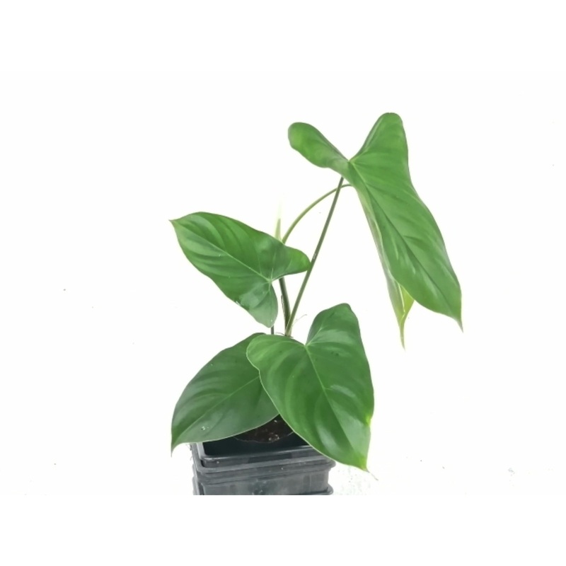 Philodendron oxapampense Fedec