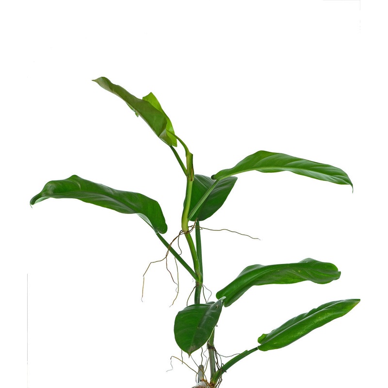 Philodendron parvilobum Ecuagenera