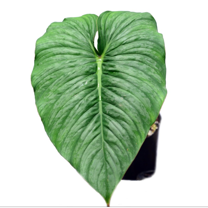 Philodendron pastazanum x Philodendron mamei