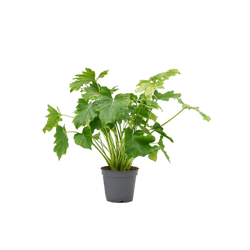 Philodendron Shangri-La|10″