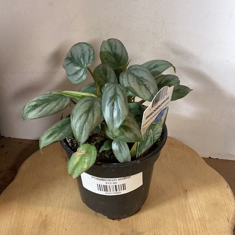 Philodendron sodiroi|4″