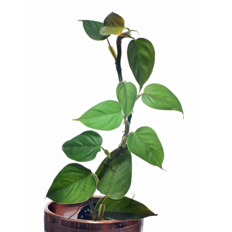 Philodendron werneri rotonda