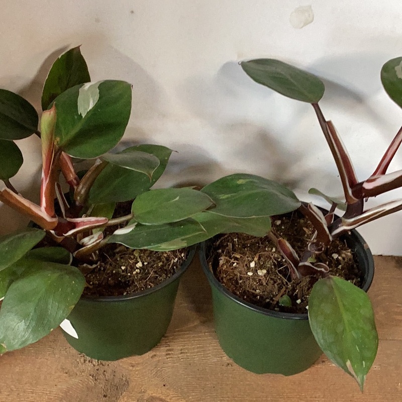 Philodendron White Knight|4″|6″