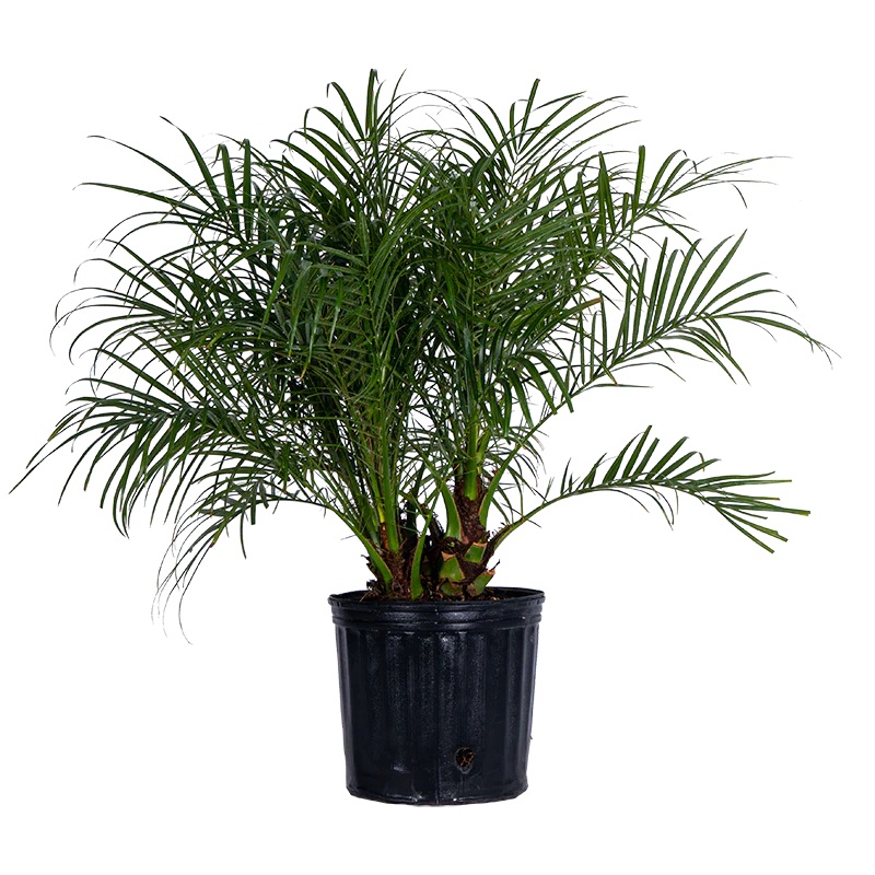 Phoenix roebelenii – Pygmy Date Palm