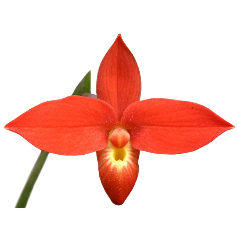 Phragmipedium besseae ‘Chiguinda’