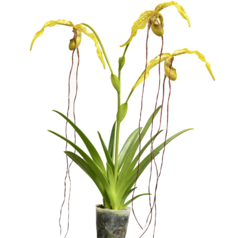 Phragmipedium caudatum