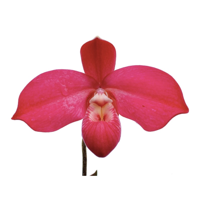 Phragmipedium Sorel Point