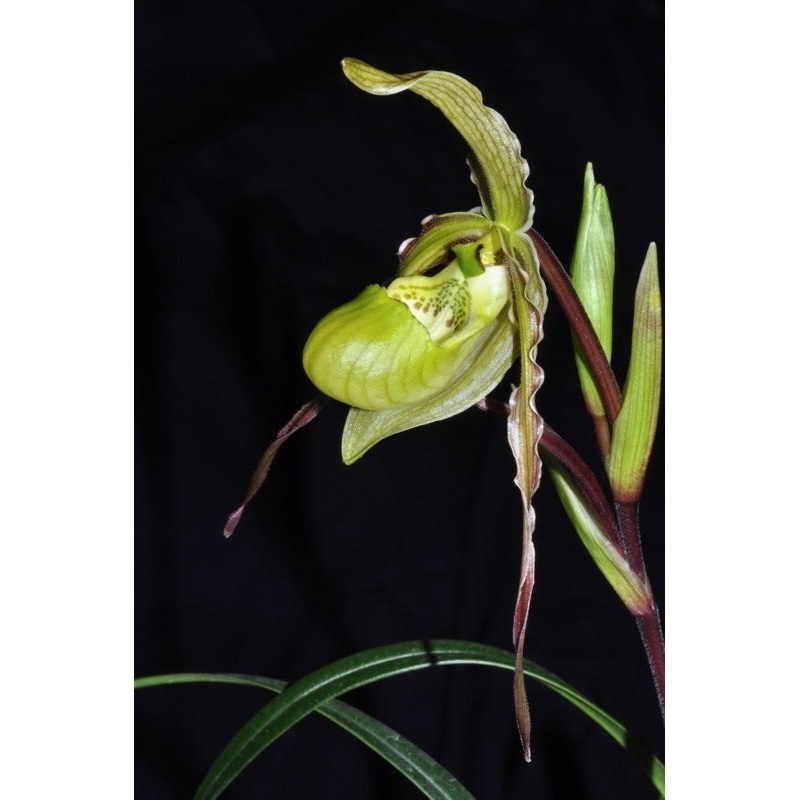 Phragmipedium x richteri